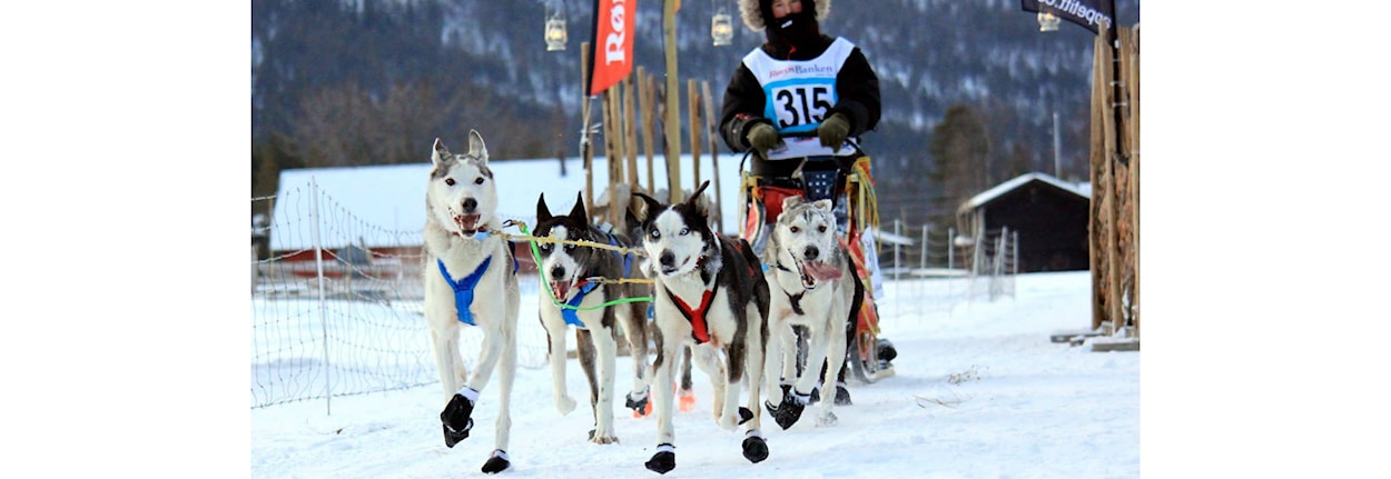 Slede langdistanse og mellomdistanse (50 km) - Pasvik trail